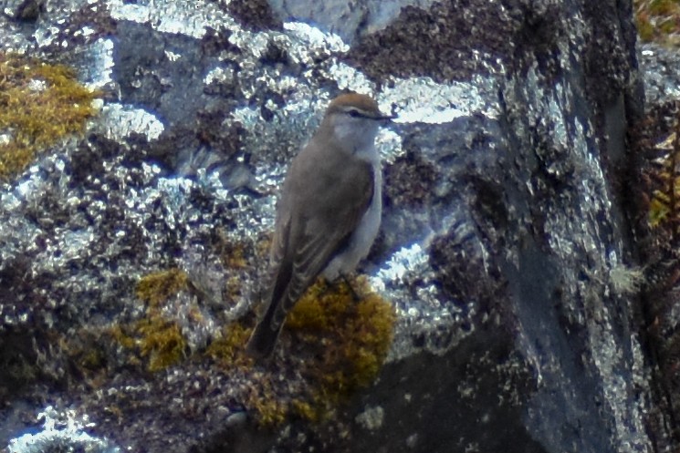 Дормілон блідий - ML646966529