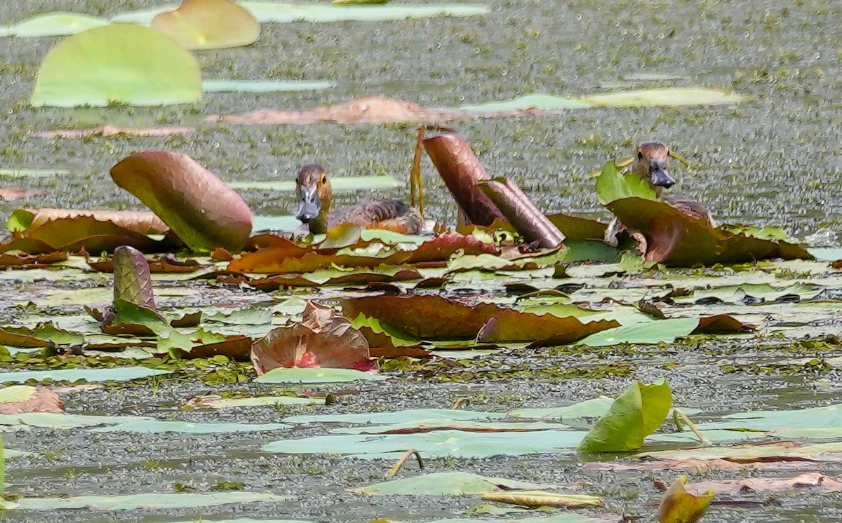 småplystreand - ML646966530