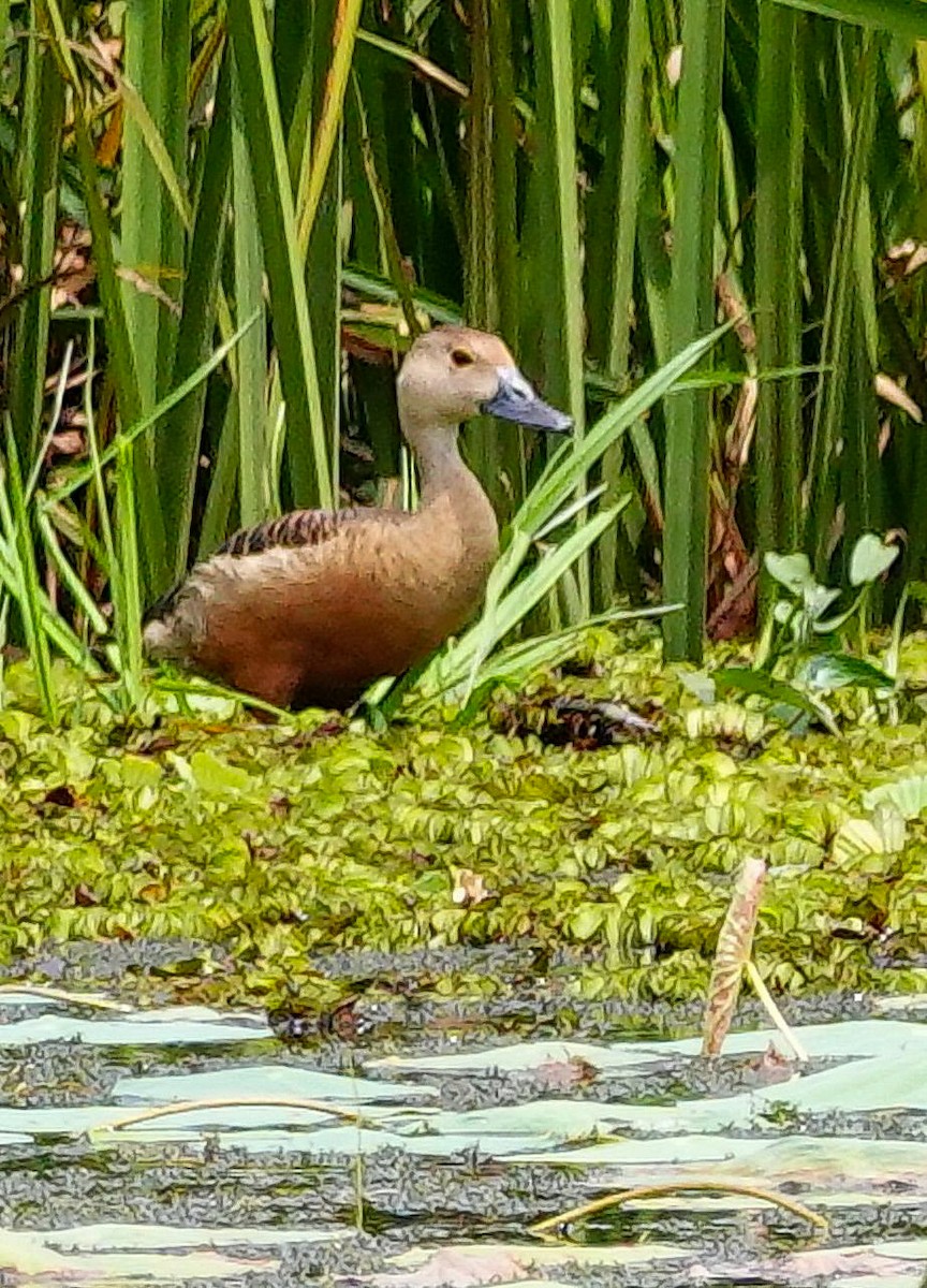 småplystreand - ML646966531