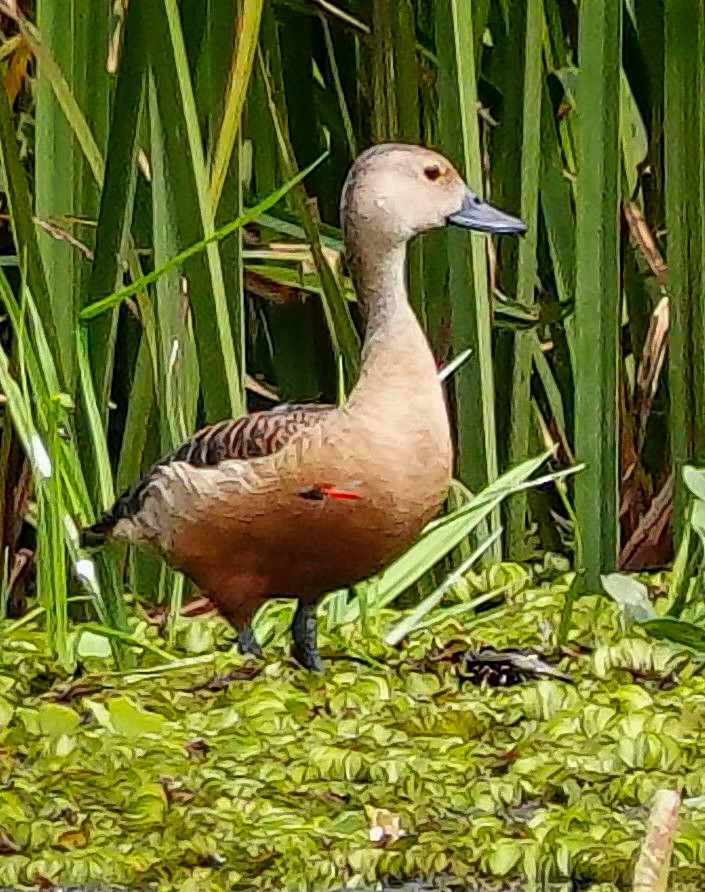 småplystreand - ML646966532