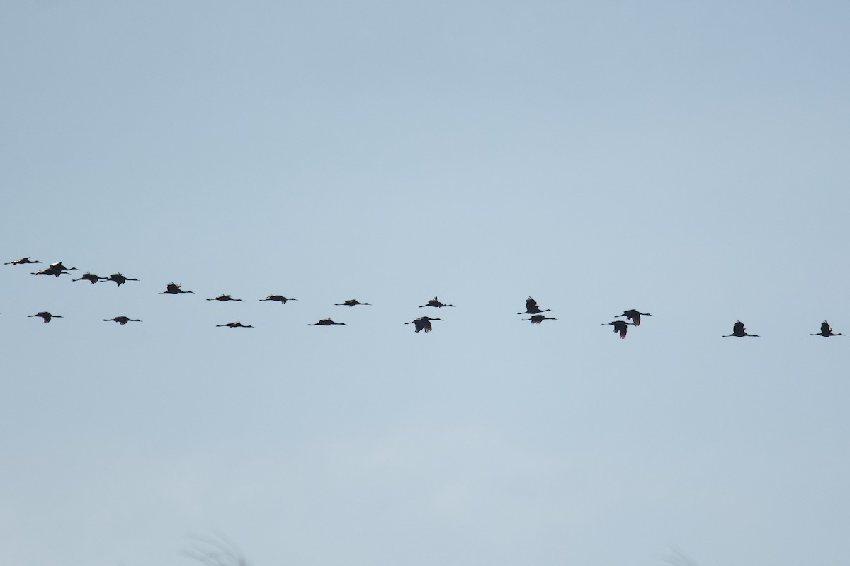 Журавель канадський - ML646966534