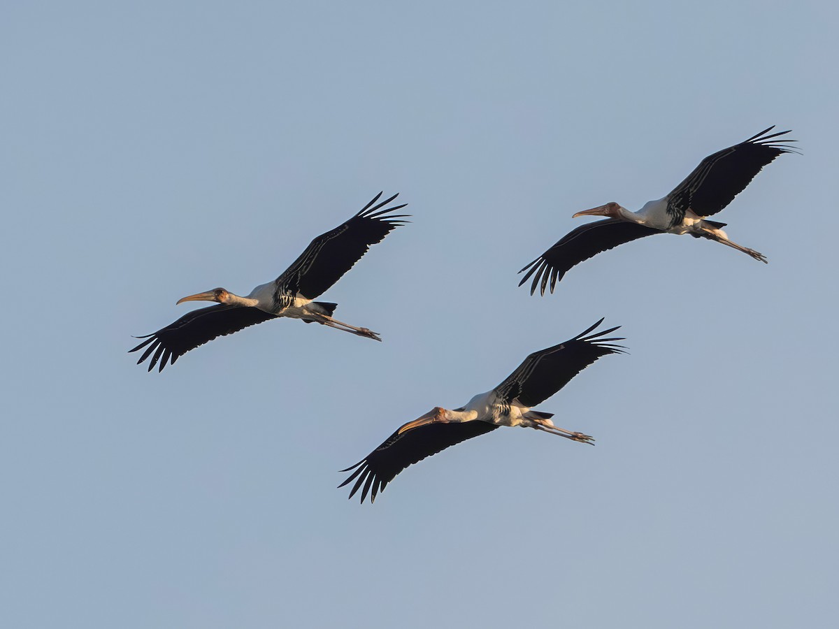 Painted Stork - ML646966536