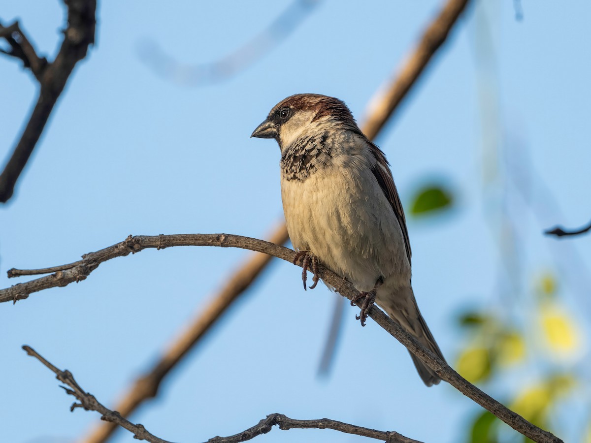 Оронгийн бор шувуу - ML646966537