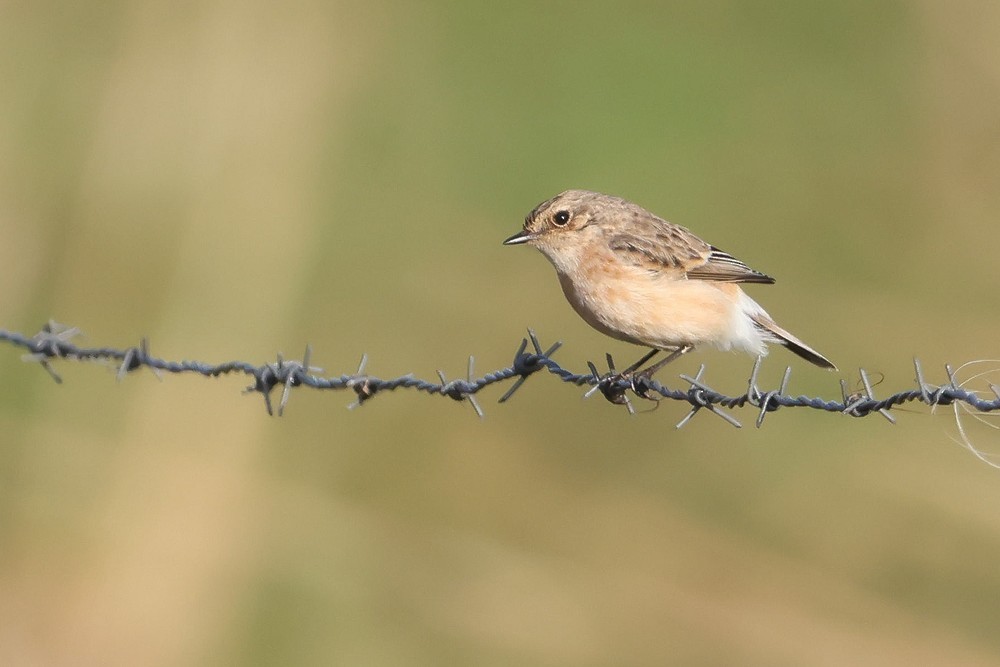 Siberian Stonechat - ML646966539
