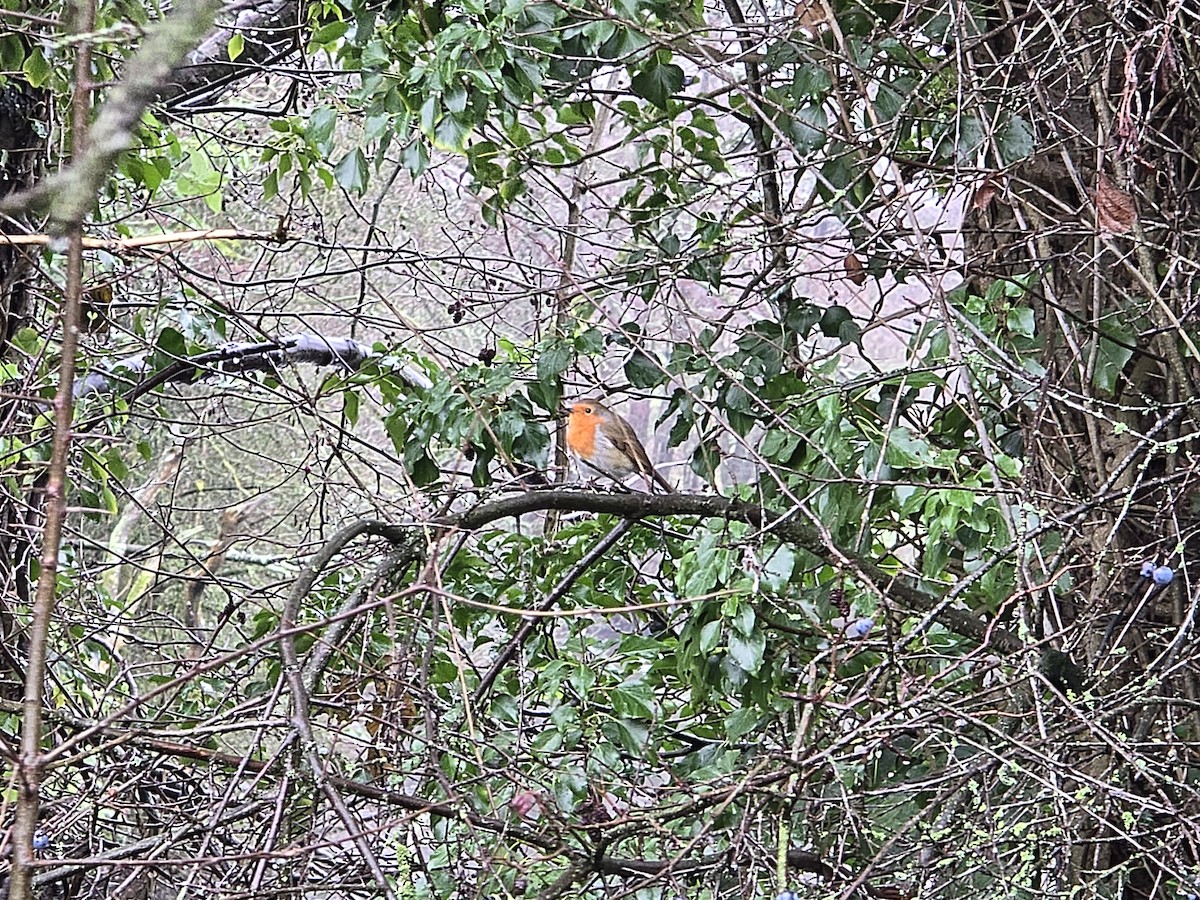 אדום חזה - ML646966542