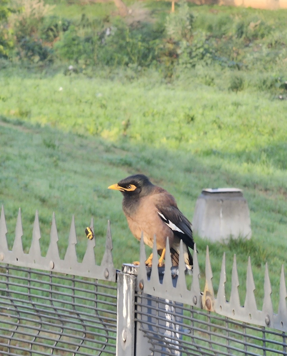 Common Myna - ML646966544