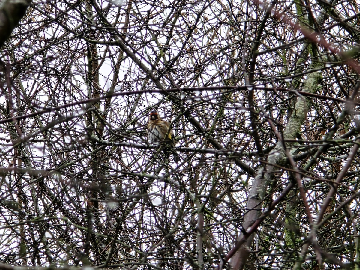 חוחית - ML646966545