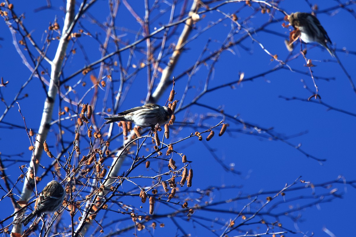 Redpoll (flammea) - ML646966546