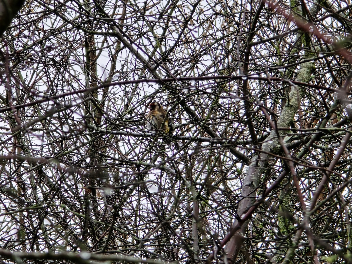 חוחית - ML646966549