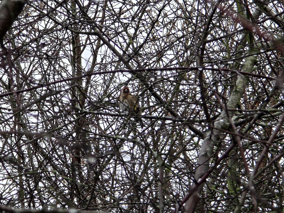 חוחית - ML646966550