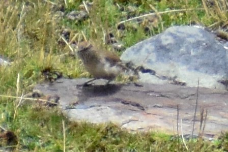 Канастеро строкатогорлий - ML646966555