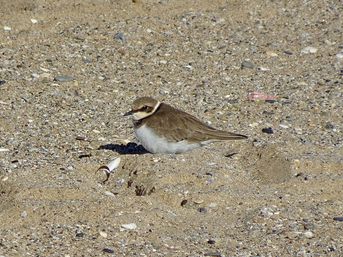Little Ringed Plover - ML646966559