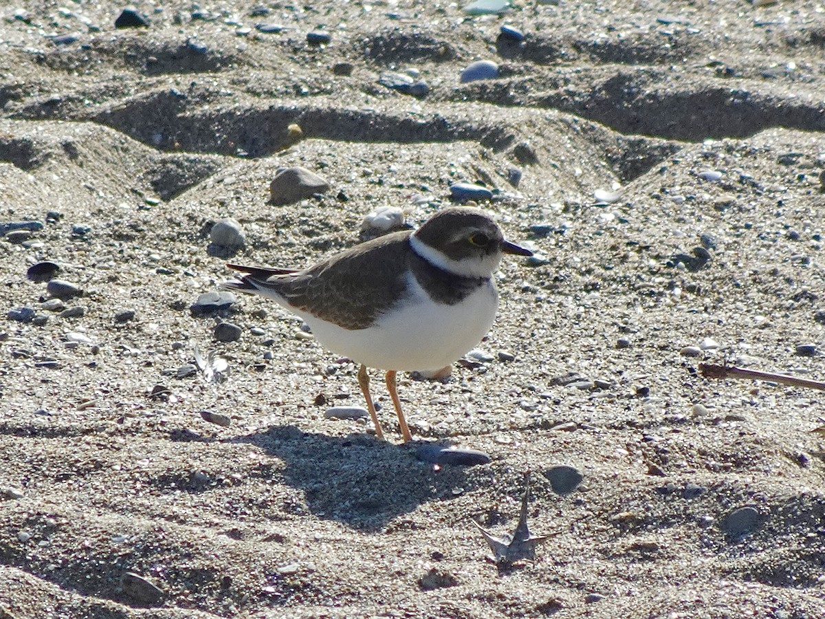 Little Ringed Plover - ML646966560