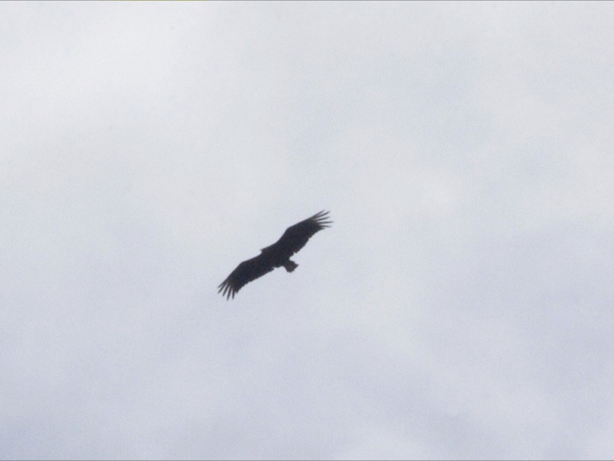 kondor havranovitý - ML646966562