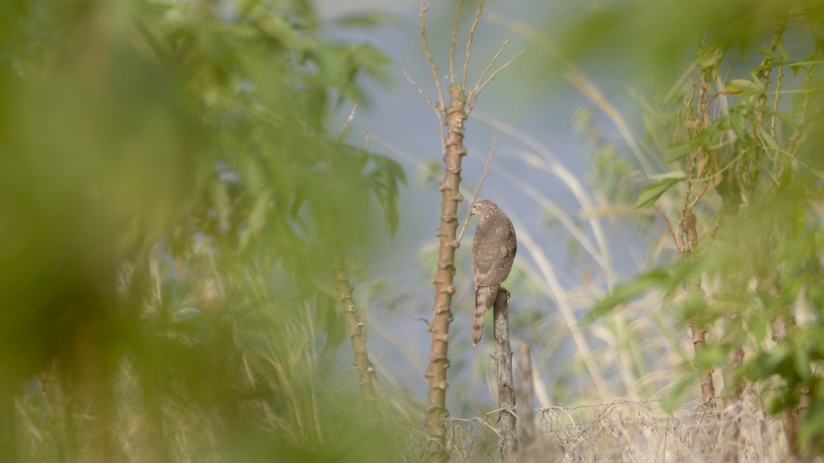 נץ הים הכספי - ML646966565