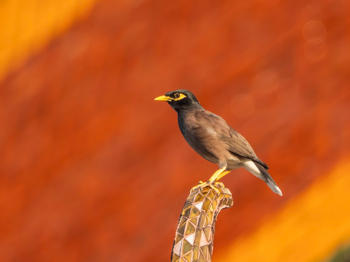 Common Myna - ML646966570