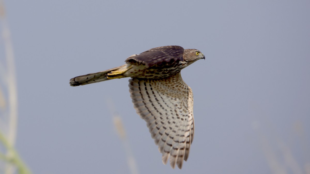 נץ הים הכספי - ML646966572
