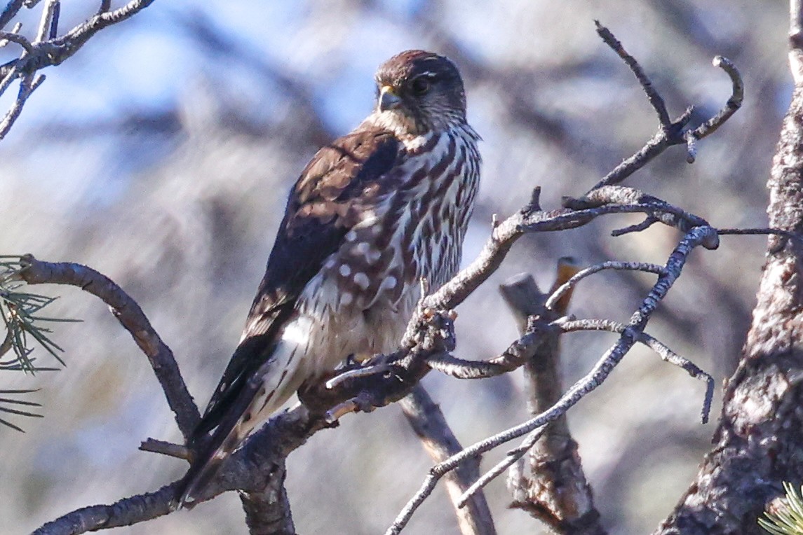 Belatz txikia - ML646966575