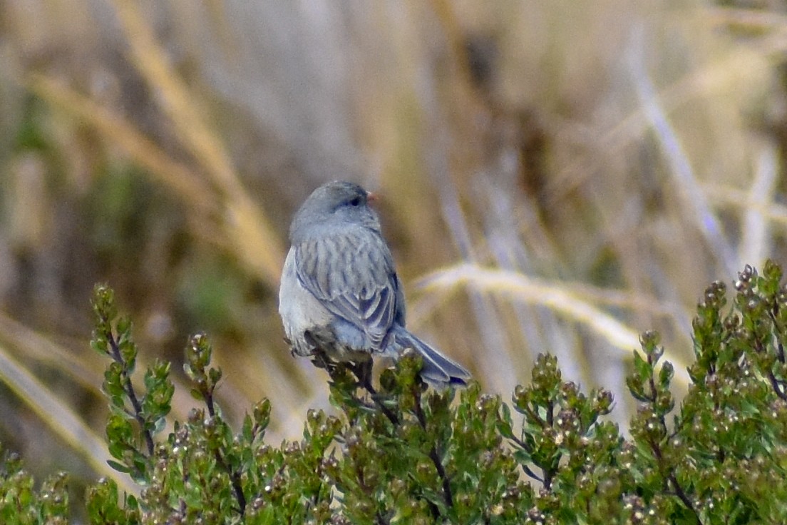 Насіннєїд великий - ML646966577