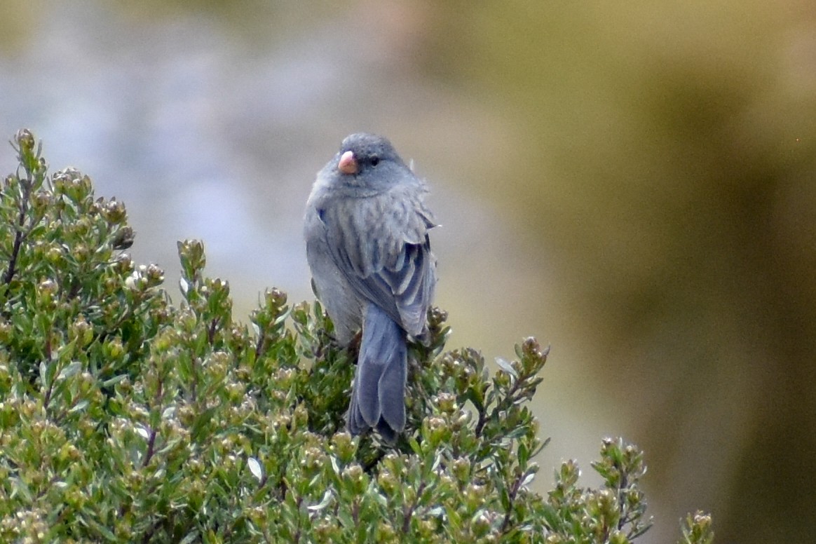 Насіннєїд великий - ML646966578