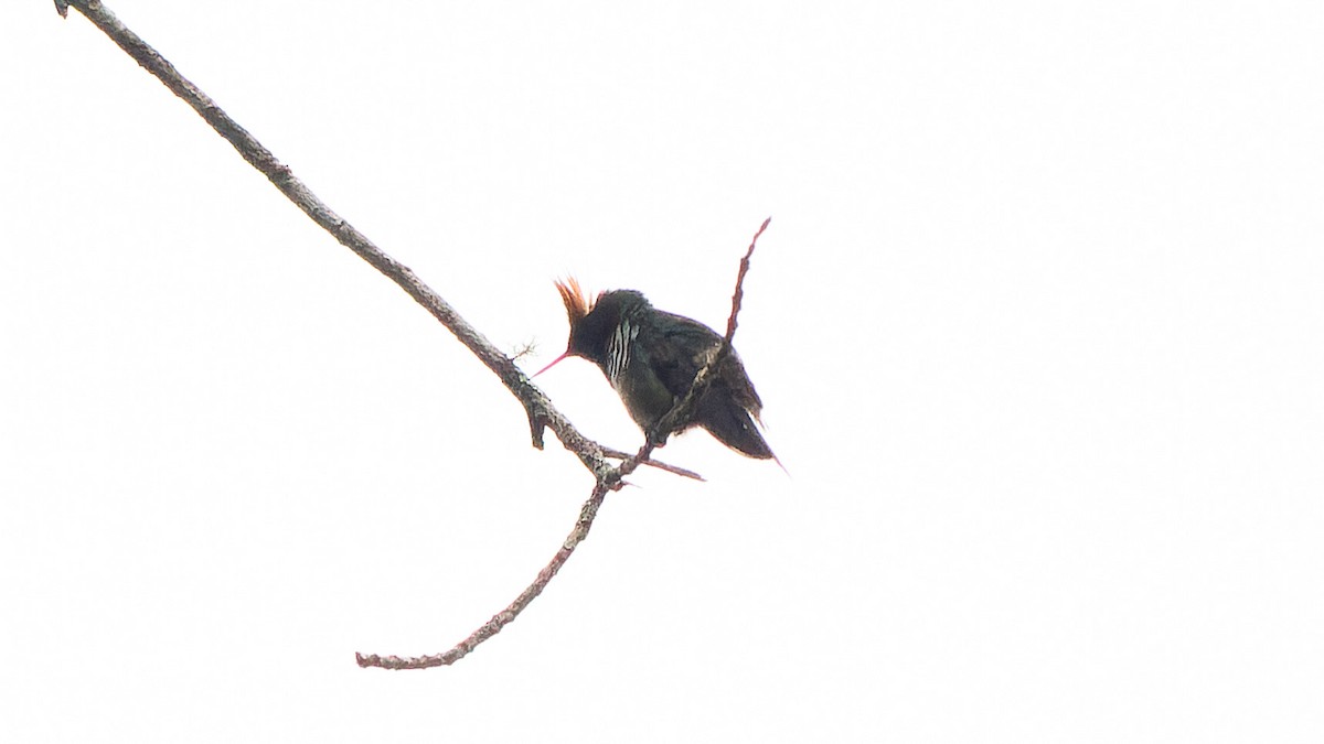 Frilled Coquette - ML646966580