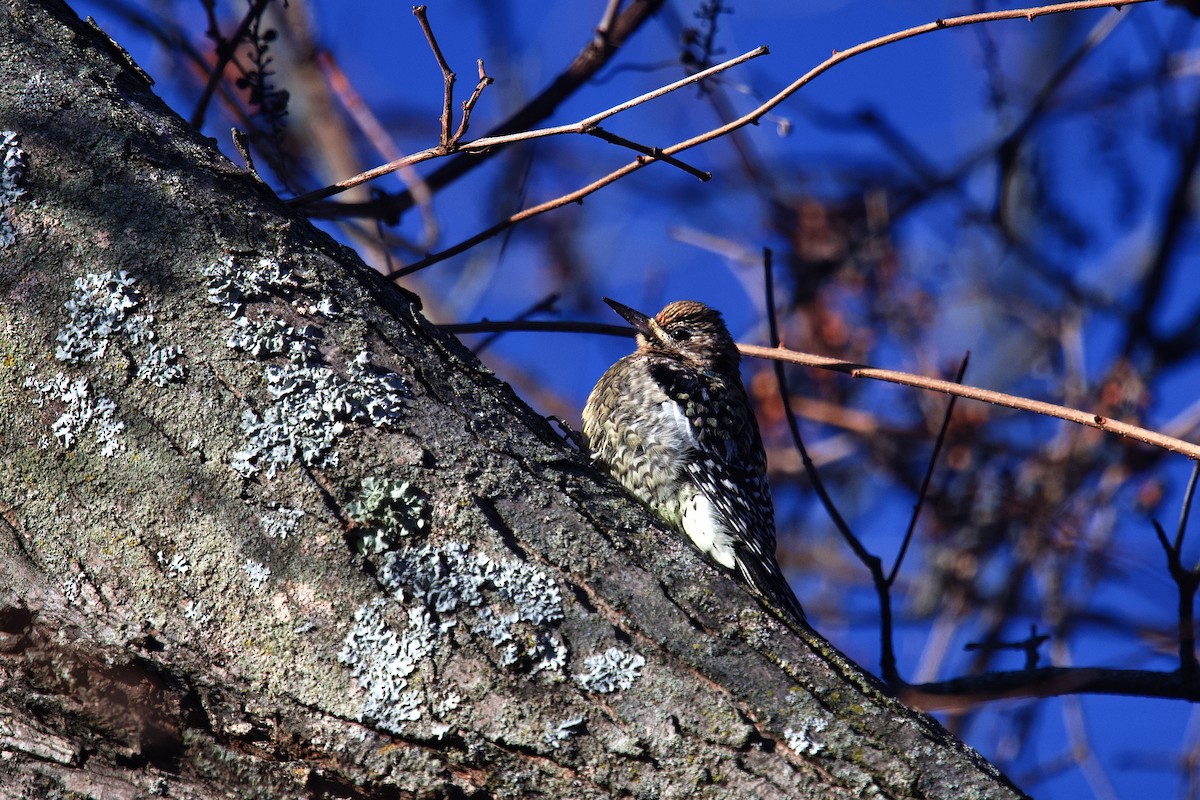 Дятел-смоктун жовточеревий - ML646966582