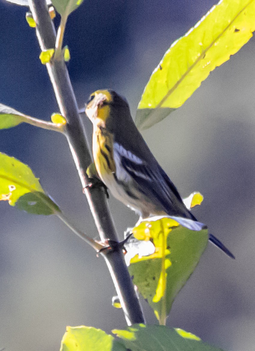 Townsend's Warbler - ML646966583