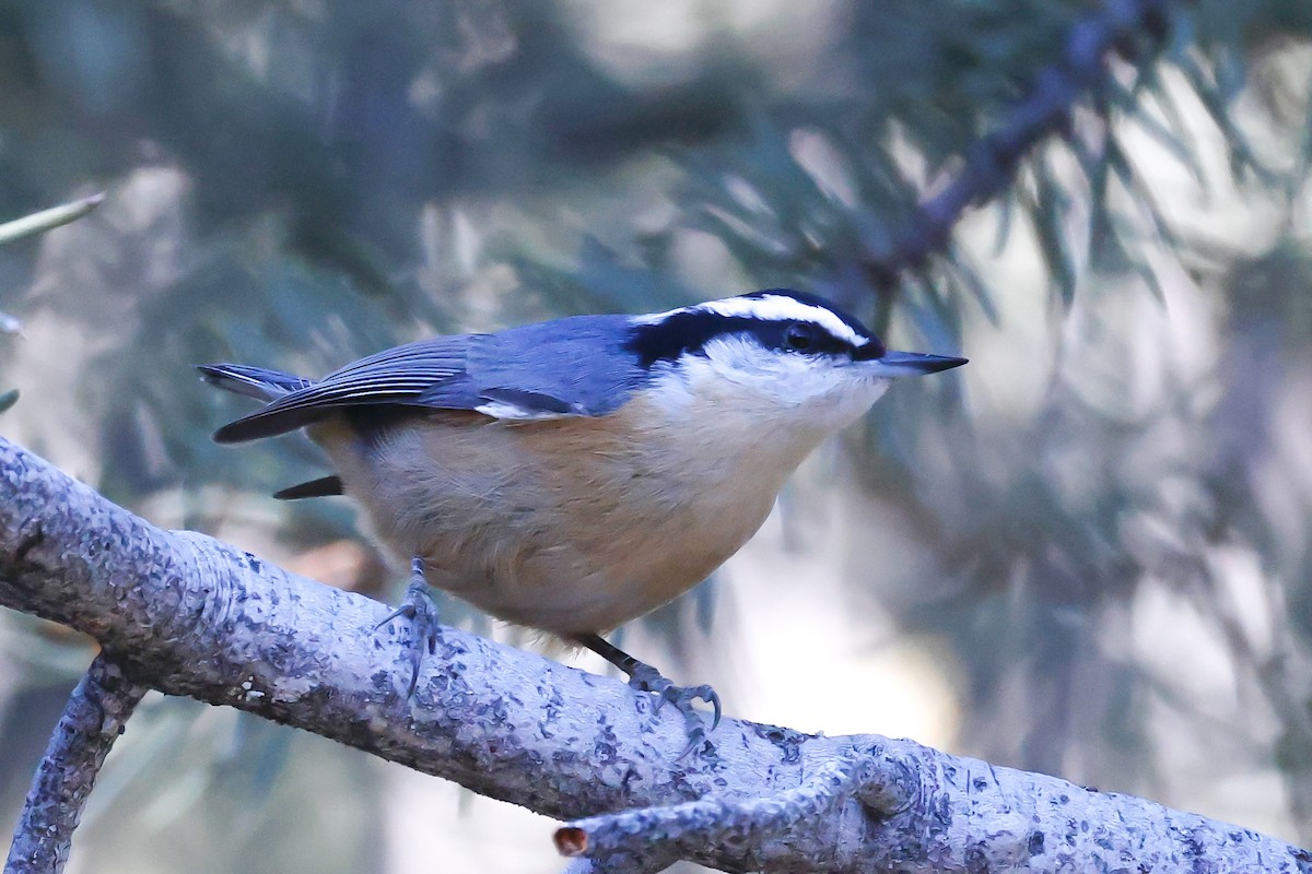 Garrapo kanadarra - ML646966587