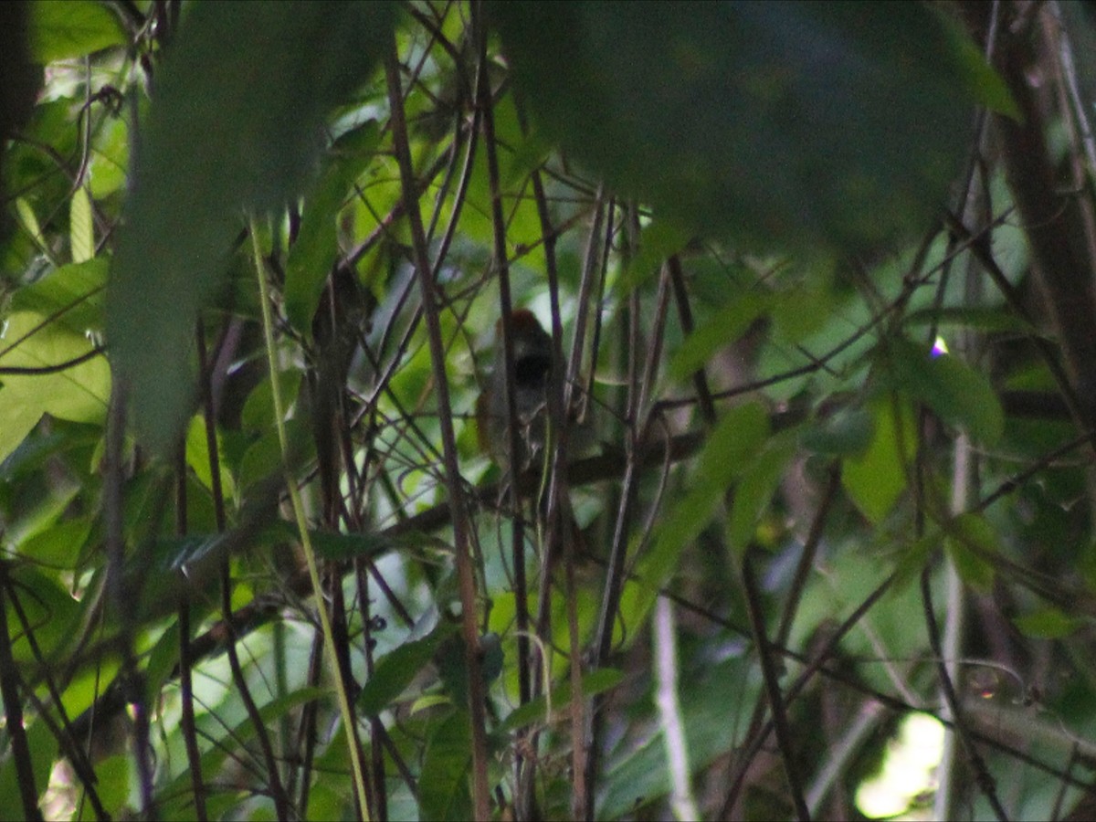Sooty-fronted Spinetail - ML646966593