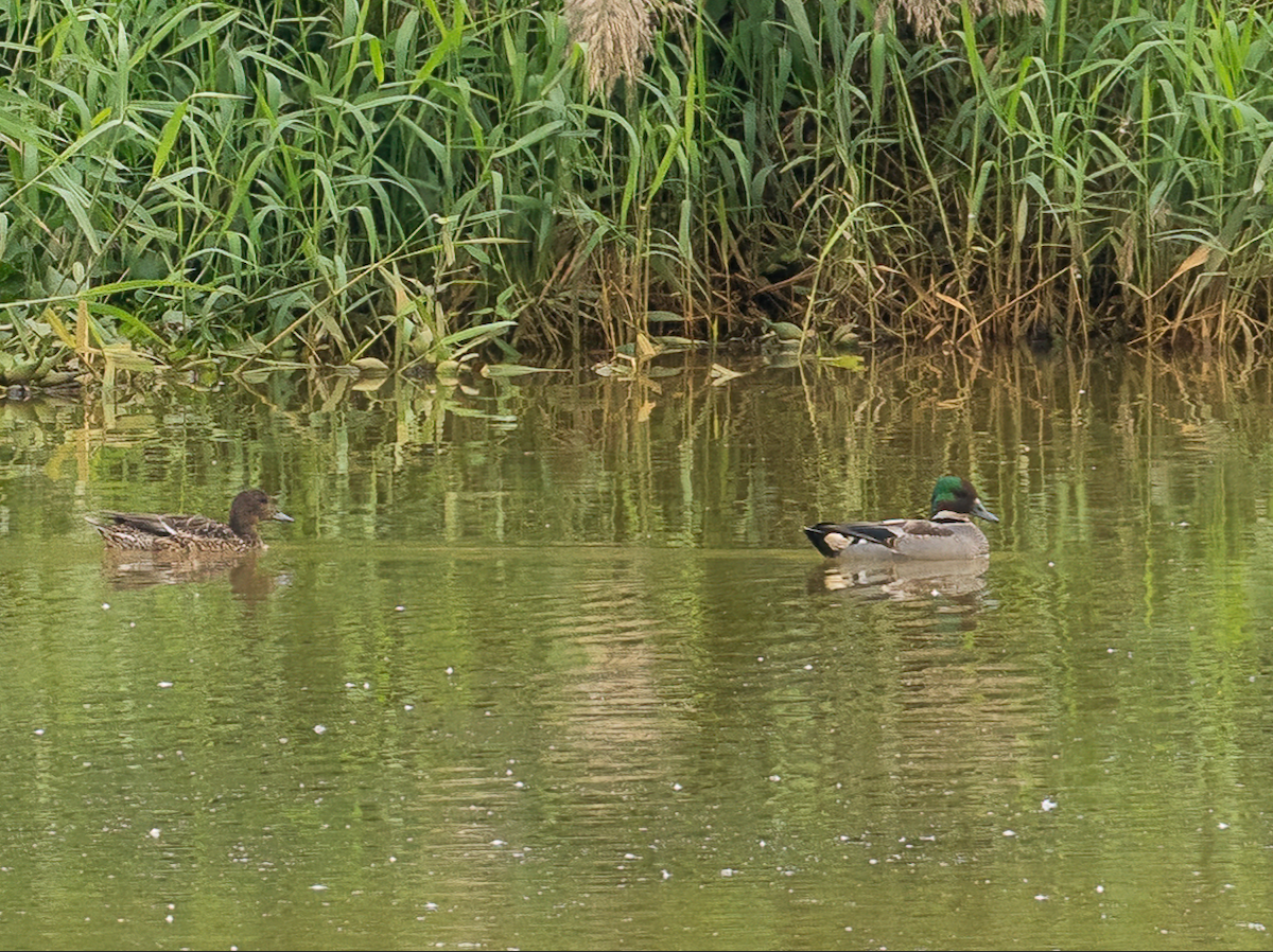 Falcated Duck - ML646966599