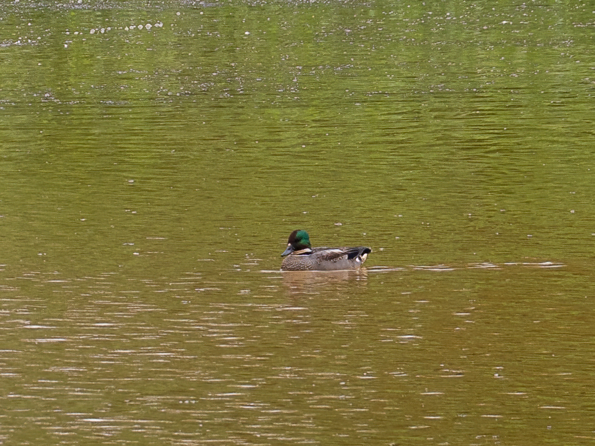 Falcated Duck - ML646966601