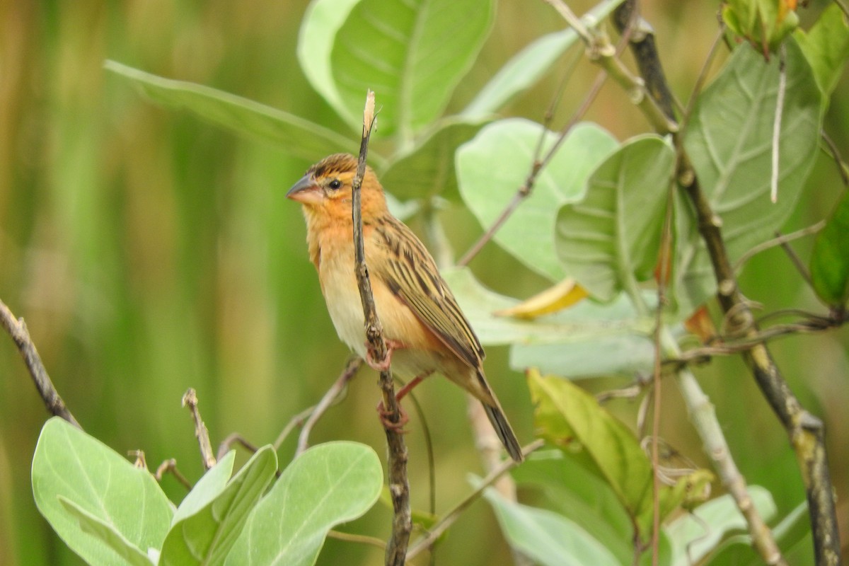 Asian Golden Weaver - ML646966605