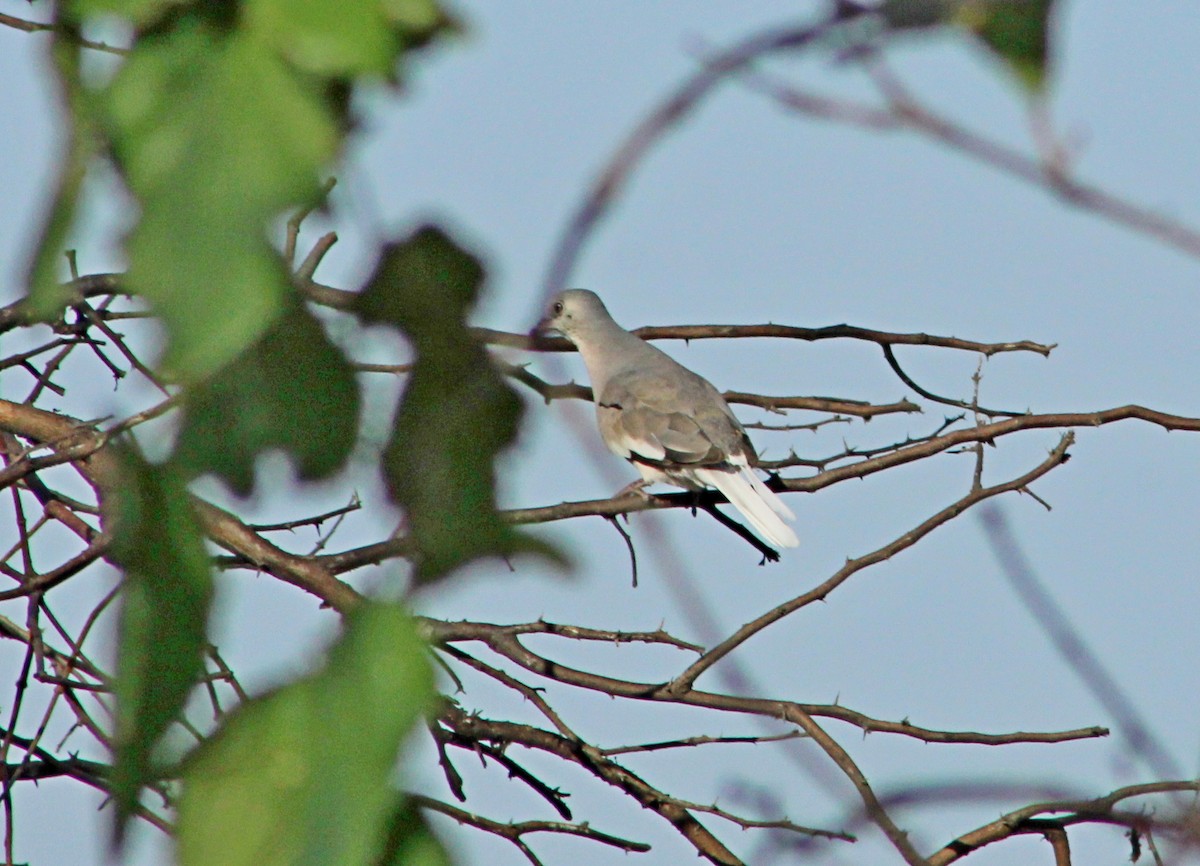 Picui Ground Dove - ML646966606
