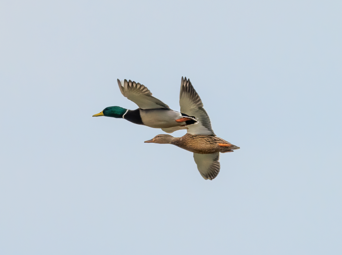 Mallard - ML646966607
