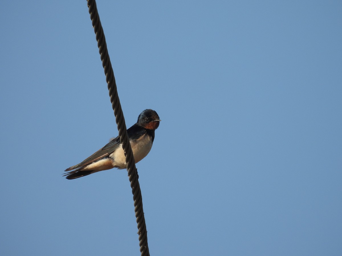 Barn Swallow - ML646966608