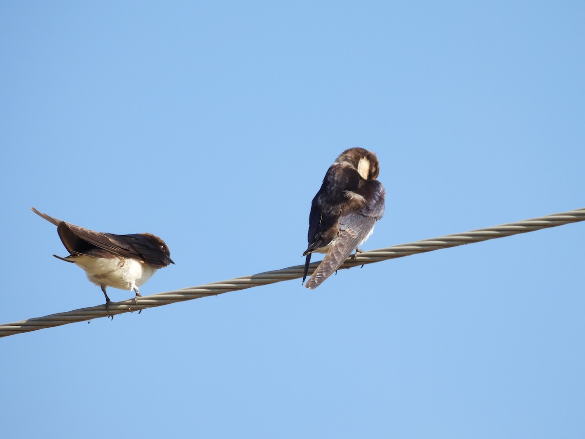 Barn Swallow - ML646966610