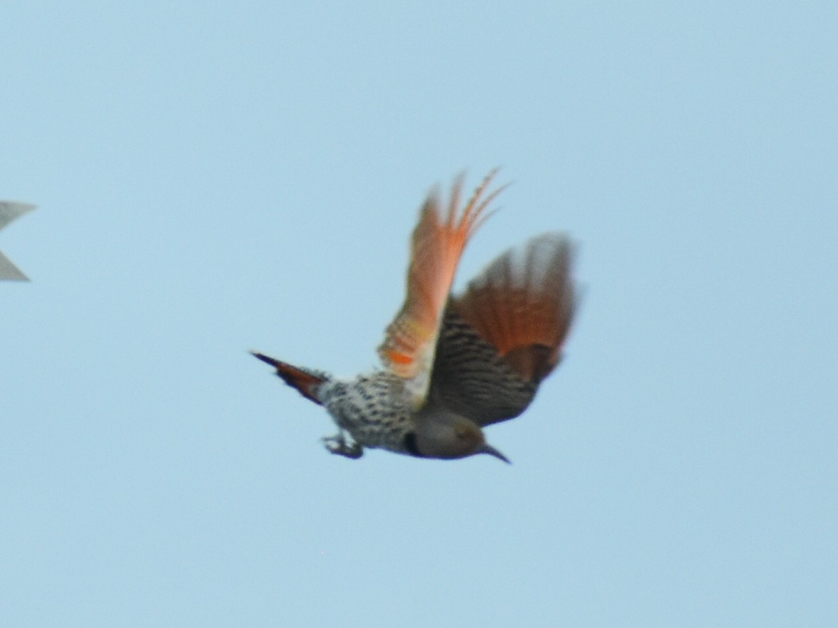 Northern Flicker (Red-shafted) - ML646966612