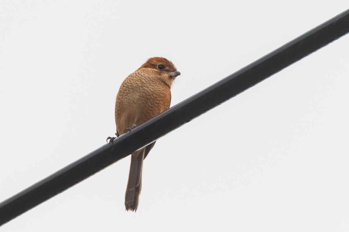 Bull-headed Shrike - ML646966614