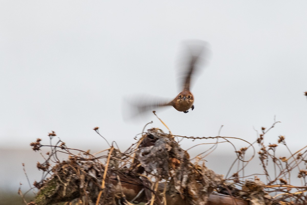 Bull-headed Shrike - ML646966615