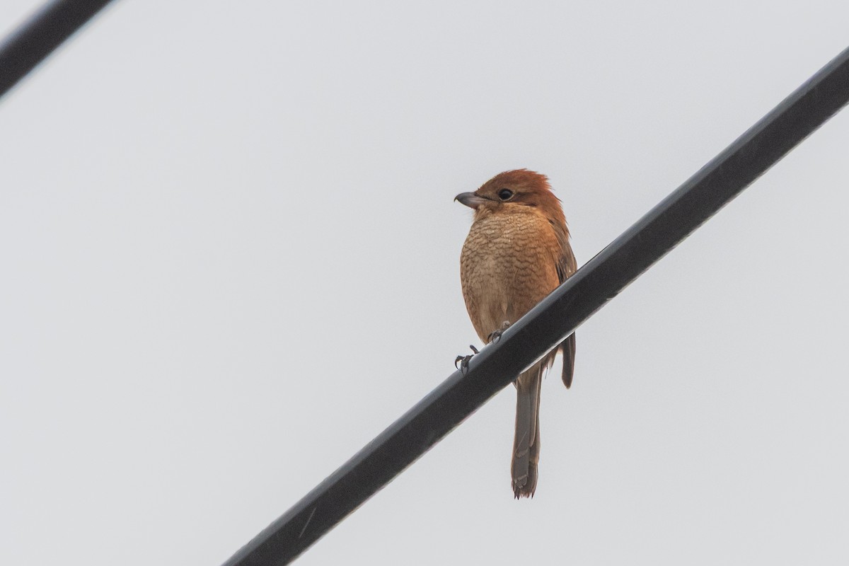 Bull-headed Shrike - ML646966616