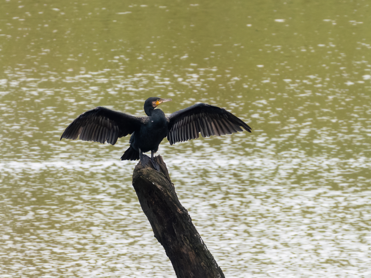 Great Cormorant - ML646966617