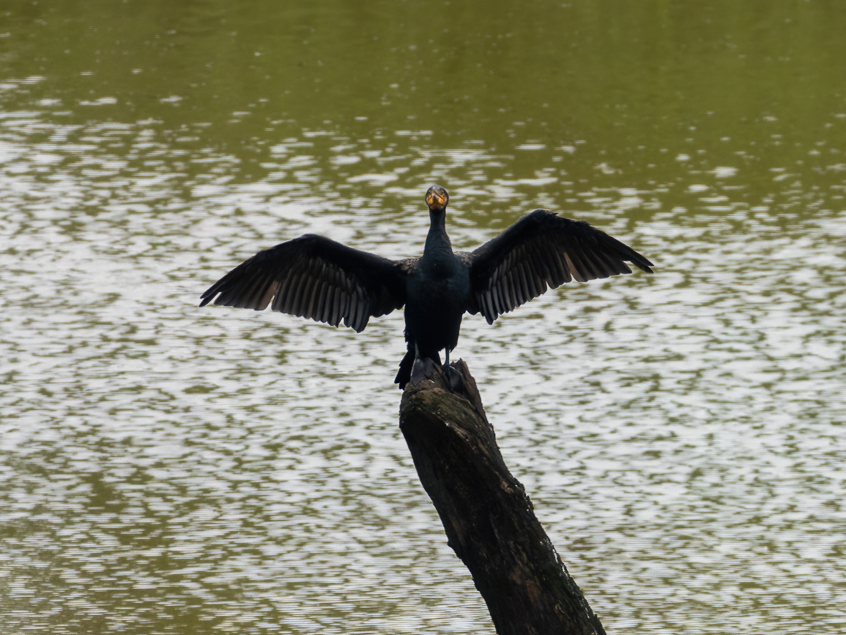 Great Cormorant - ML646966618