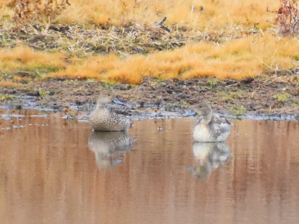 Northern Pintail - ML646966619