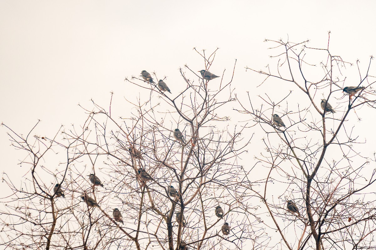 White-cheeked Starling - ML646966620