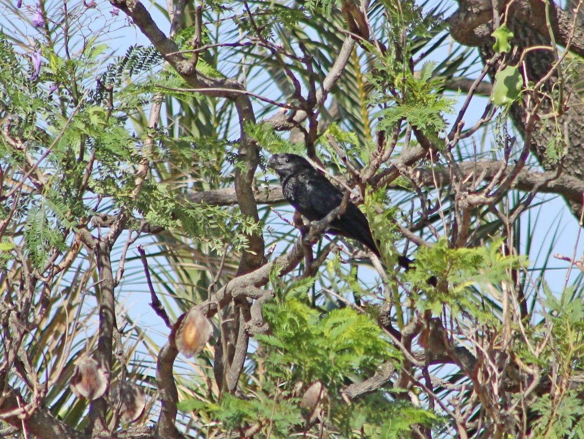 Smooth-billed Ani - ML646966621