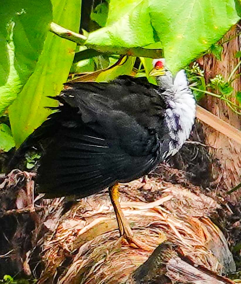White-bellied Drongo (White-vented) - ML646966622