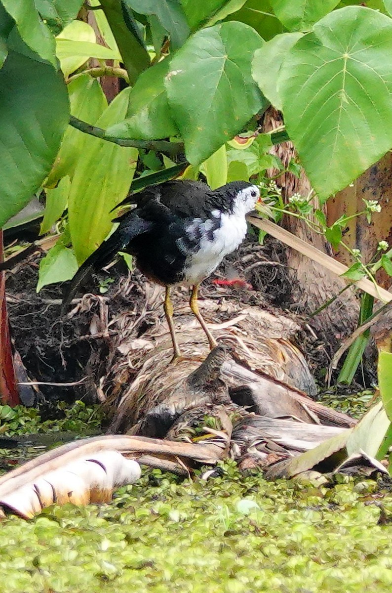 White-bellied Drongo (White-vented) - ML646966623