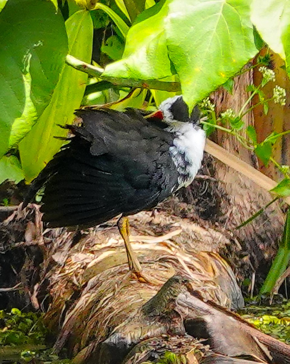 White-bellied Drongo (White-vented) - ML646966624
