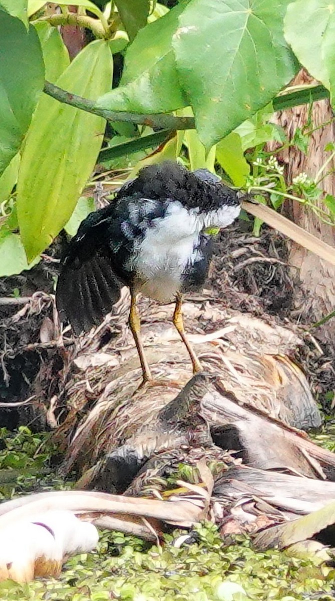 White-bellied Drongo (White-vented) - ML646966625