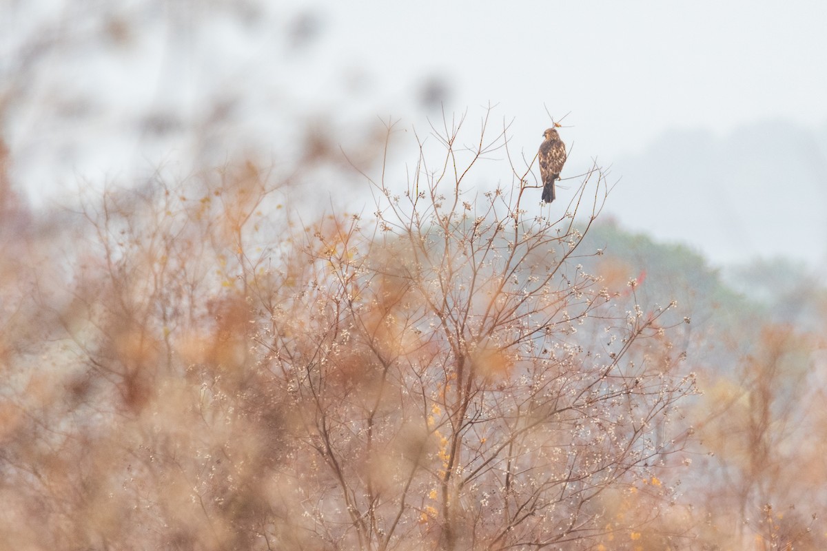 Eastern Buzzard - ML646966626